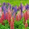 Russell Lupine Mix Seeds - 50 Count Perennial Flower Seeds, Multi-Color - Image 1