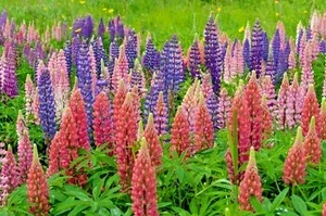 Russell Lupine Mix Seeds - 50 Count Perennial Flower Seeds, Multi-Color - Image 1