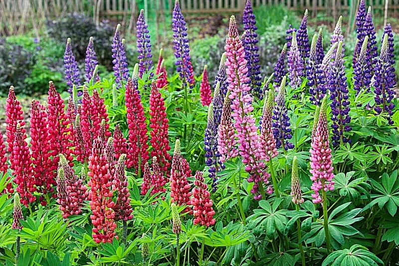 Russell Lupine Mix Seeds - 50 Count Perennial Flower Seeds, Multi-Color - Image 2