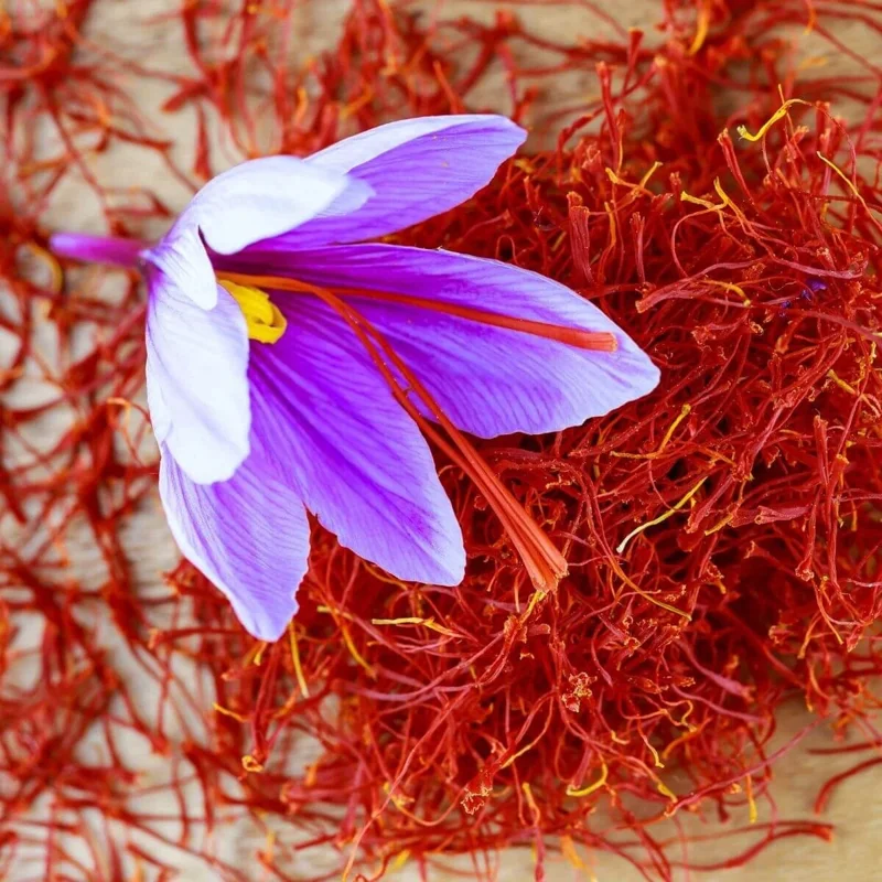 Saffron Autumn Crocus (Crocus sativus) – 50 Seeds – Fall-Blooming Purple - Image 2