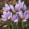 Saffron Autumn Crocus (Crocus sativus) – 50 Seeds – Fall-Blooming Purple - Image 1
