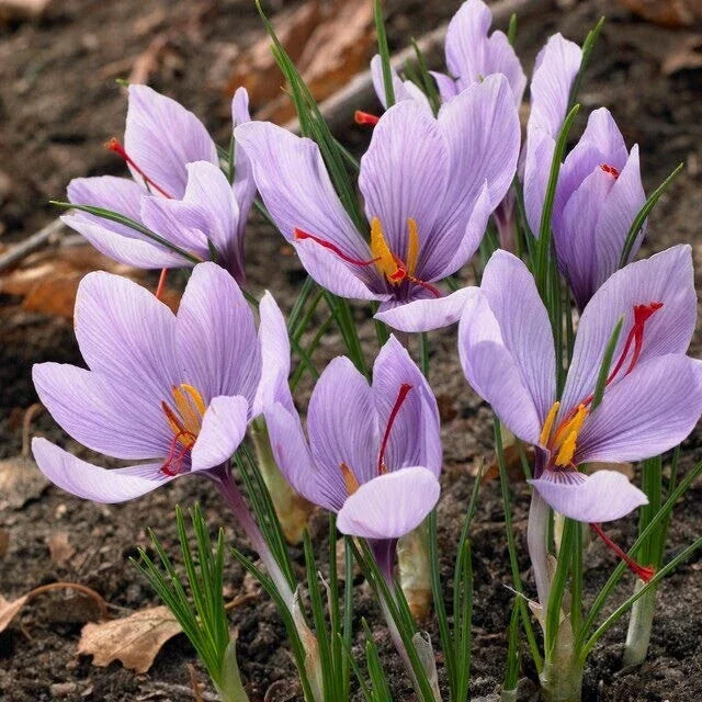 Saffron Autumn Crocus (Crocus sativus) – 50 Seeds – Fall-Blooming Purple - Image 1