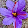 Saffron Spice Seeds - Crocus Sativus, 15+ Seeds, Fresh Harvest, Grade A, Easy Grow Saffron Spice Seeds - Crocus Sativus, 15+ Seeds, Fresh Harvest, Grade A, Easy Grow - Image 1