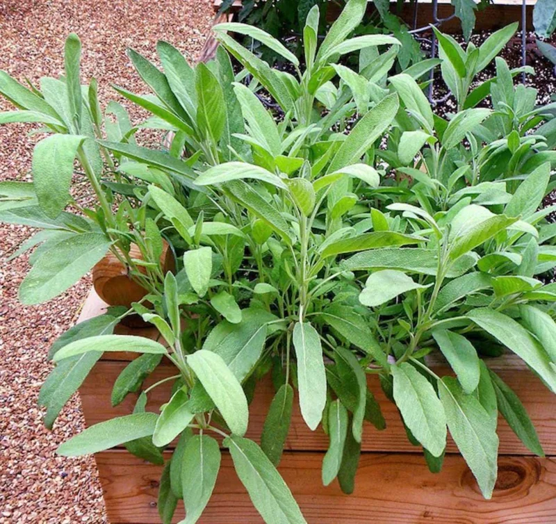 Sage Herb Live Plant – 8 inch Height – 4.5 inch Pot – Indoor & Outdoor - Image 2