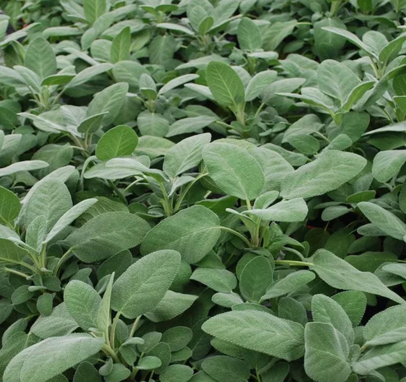 Sage Herb Live Plant – 8 inch Height – 4.5 inch Pot – Indoor & Outdoor - Image 1