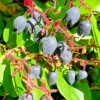 Salal Seeds - 1000 Count, Hardy Evergreen Shrub, Edible Berries, Outdoor - Image 1