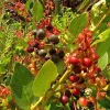 Salal Seeds - 1001 Seeds for Hardy Evergreen Shrub with Edible Berries, Outdoor - Image 1