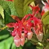 Salal Seeds - Gaultheria Shallon Hardy Evergreen Shrub with Edible Berries - Perennial Bush & Shrub Seeds - Image 1
