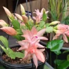 Salmon Christmas Cactus Live Plant - Schlumbergera Succulent, 4-6 inch Tall, 3 inch Pot Salmon Christmas Cactus Live Plant - Schlumbergera Succulent, 4-6 inch Tall, 3 inch Pot - Image 1
