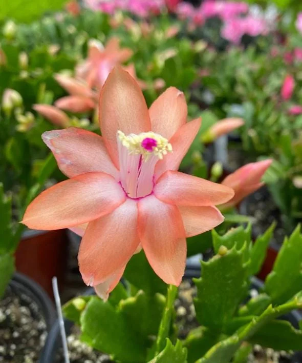 Salmon Christmas Cactus Live Plant - Schlumbergera Succulent, 4-6 inch Tall, 3 inch Pot - Image 2