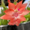 Salmon Christmas Cactus Live Plants - Holiday Schlumbergera, 2 Plants, 4-6 Inch Tall, 3 Inch Pot, Indoor/Outdoor - Image 1