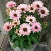 Salmon Echinacea Coneflower Live Plant - 5-7 Inch Tall Perennial Flower Salmon Echinacea Coneflower Live Plant - 5-7 Inch Tall Perennial Flower - Image 1