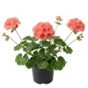 Salmon Geranium Live Plant - 4 Inch Pot, Vibrant Salmon-Pink Flowers, Easy Care - Image 1
