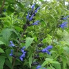 Salvia Guaranitica 'Black & Blue' Live Plant Starter - 3-5 Inch Tall Perennial Bush Sage Salvia Guaranitica 'Black & Blue' Live Plant Starter - 3-5 Inch Tall Perennial Bush Sage - Image 1