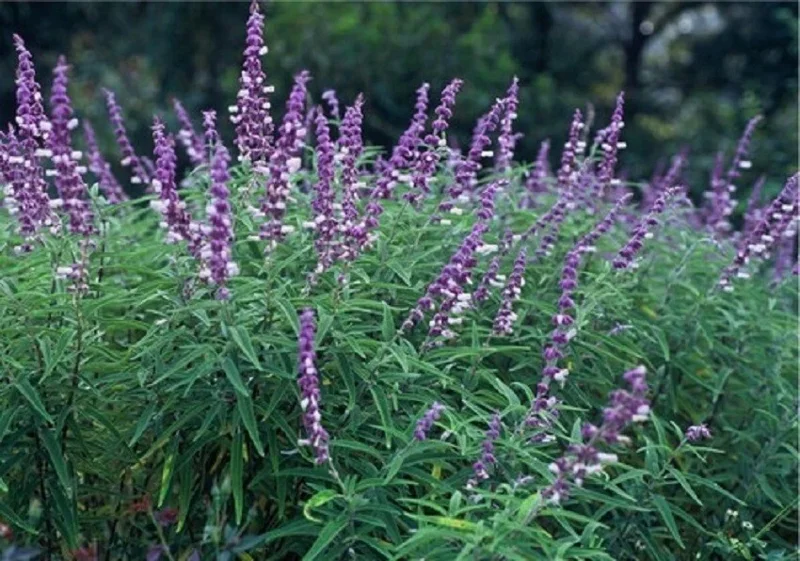 Salvia Leucantha Mexican Bush Sage Live Plant - Bicolor White Purple, 5-10 Inch Tall - Image 2