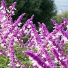 Salvia Leucantha Mexican Bush Sage Live Plant - Bicolor White Purple, 5-10 Inch Tall - Image 1