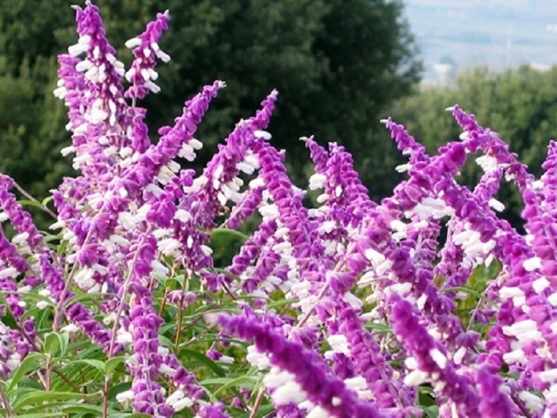 Salvia Leucantha Mexican Bush Sage Live Plant - Bicolor White Purple, 5-10 Inch Tall - Image 1
