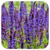 Salvia May Night Live Plant – Perennial Flower Bush Sage Starter – 4-6 Inch Tall - Image 1