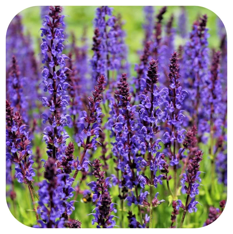 Salvia May Night Live Plant – Perennial Flower Bush Sage Starter – 4-6 Inch Tall - Image 1