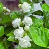 Sambac Jasmine Live Plant 5-9" Tall, Fragrant Climbing Vine, Indoor & Outdoor Grower - Image 1