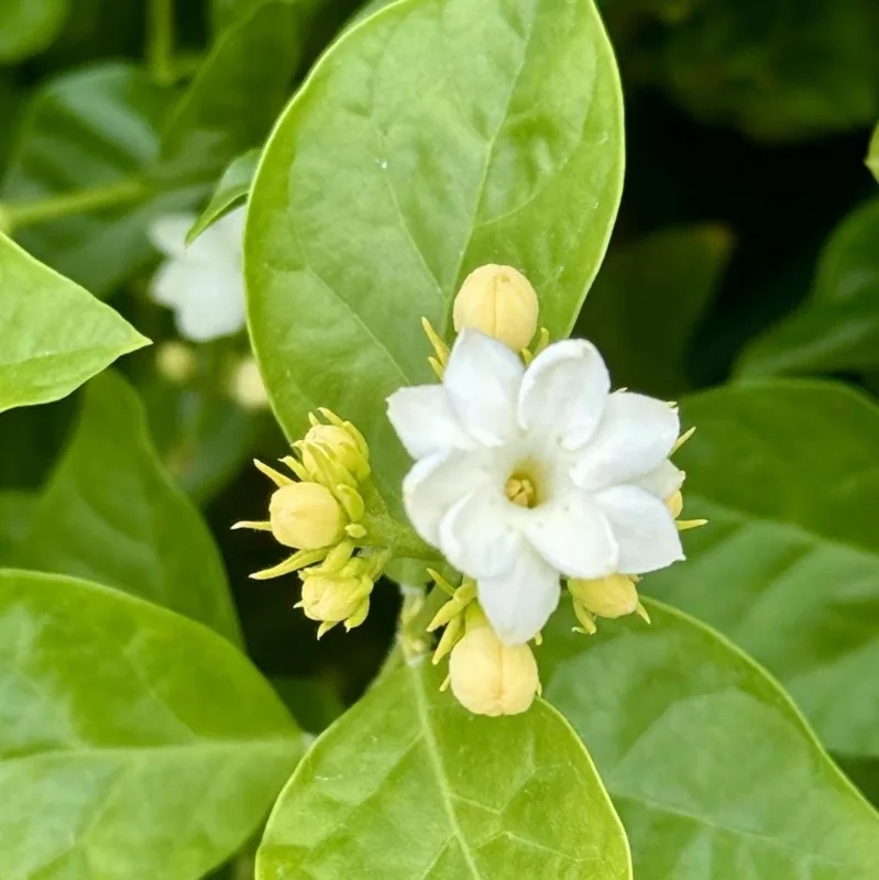 Sambac Jasmine Live Plant 5-9" Tall, Fragrant Climbing Vine, Indoor & Outdoor Grower Sambac Jasmine Live Plant 5-9" Tall, Fragrant Climbing Vine, Indoor & Outdoor Grower - Image 2