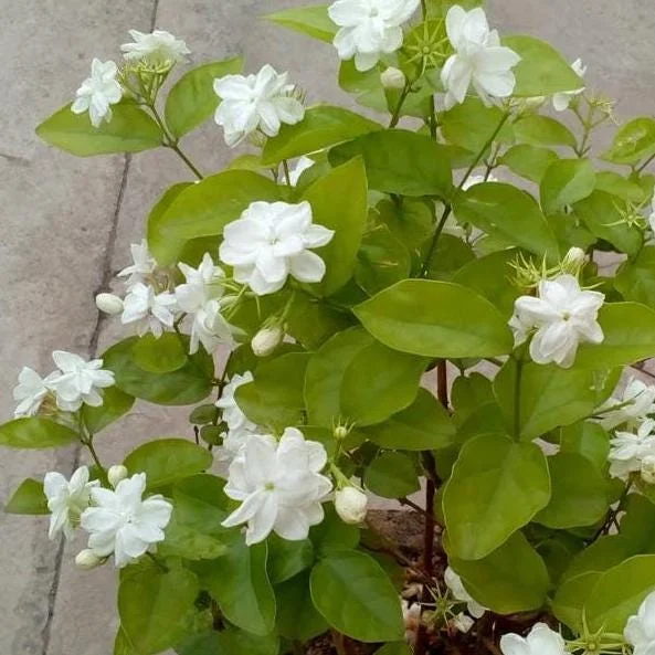 Sambac Jasmine Live Plant 5-9" Tall, Fragrant Climbing Vine, Indoor & Outdoor Grower Sambac Jasmine Live Plant 5-9" Tall, Fragrant Climbing Vine, Indoor & Outdoor Grower - Image 3