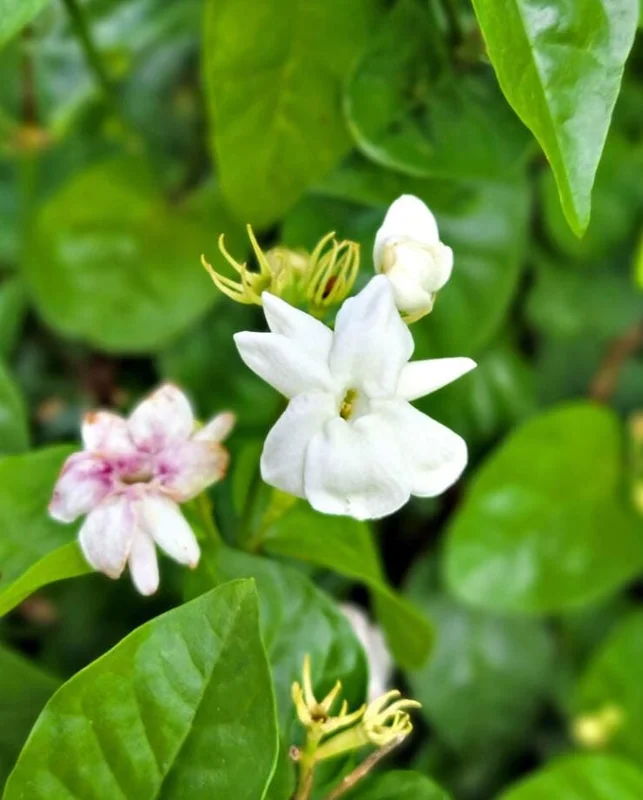 Sambac Jasmine Live Plant 5-9" Tall, Fragrant Climbing Vine, Indoor & Outdoor Grower Sambac Jasmine Live Plant 5-9" Tall, Fragrant Climbing Vine, Indoor & Outdoor Grower - Image 4