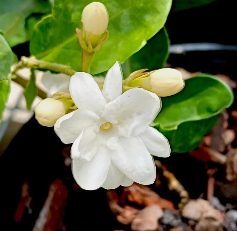 Sambac Jasmine Live Plant 5-9" Tall, Fragrant Climbing Vine, Indoor & Outdoor Grower Sambac Jasmine Live Plant 5-9" Tall, Fragrant Climbing Vine, Indoor & Outdoor Grower - Image 5