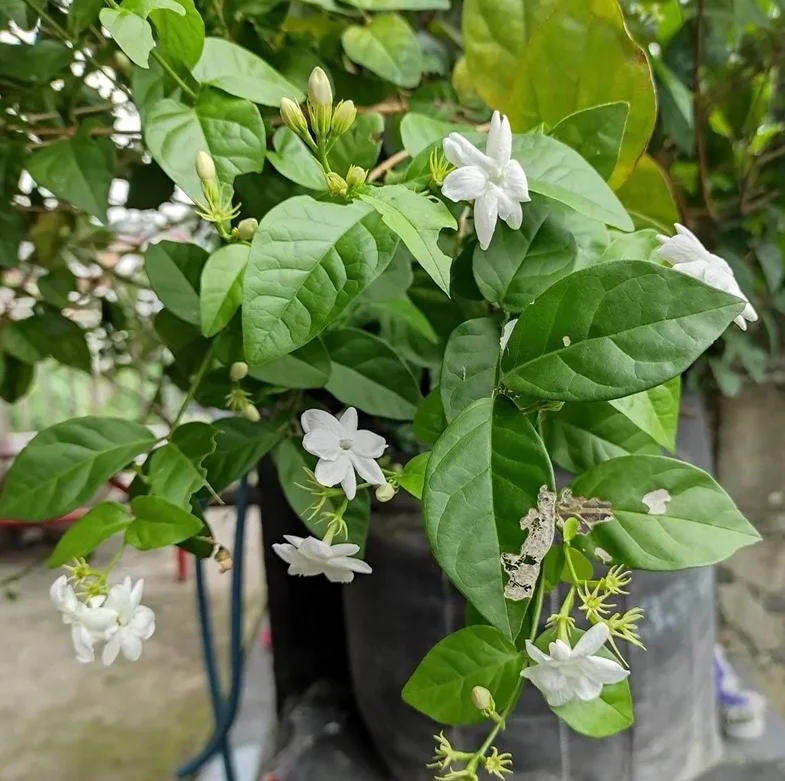 Sambac Jasmine Live Plant 5-9" Tall, Fragrant Climbing Vine, Indoor & Outdoor Grower Sambac Jasmine Live Plant 5-9" Tall, Fragrant Climbing Vine, Indoor & Outdoor Grower - Image 6