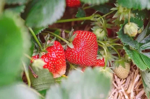 San Andreas Everbearing Strawberry Live Plants - Set of 6 Starter Bare Roots - Image 2