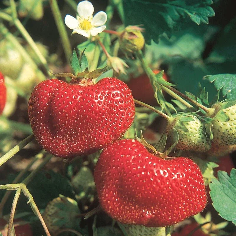 San Andreas Everbearing Strawberry Live Plants - Set of 6 Starter Plants, Outdoor Edible Fruit San Andreas Everbearing Strawberry Live Plants - Set of 6 Starter Plants, Outdoor Edible Fruit - Image 3