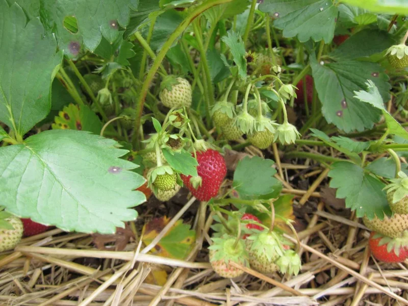 San Andreas Everbearing Strawberry Live Plants - Set of 6 Starter Plants, Outdoor Edible Fruit San Andreas Everbearing Strawberry Live Plants - Set of 6 Starter Plants, Outdoor Edible Fruit - Image 4