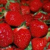 San Andreas Everbearing Strawberry Live Plants - Set of 6 Starter Bare Roots - Image 1