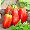 San Marzano Tomato Live Plant – 2 Plants, 4 to 8 Inch Tall, Vegetable - Image 1
