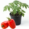 San Marzano Tomato Live Plant - 4 Inch Pot, 5-8 Inch Tall Heirloom Seedling - Image 1