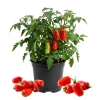 San Marzano Tomato Live Plants - 2-Pack, 6-8 Inch Tall Seedlings, Outdoor Vegetable Garden - Image 1