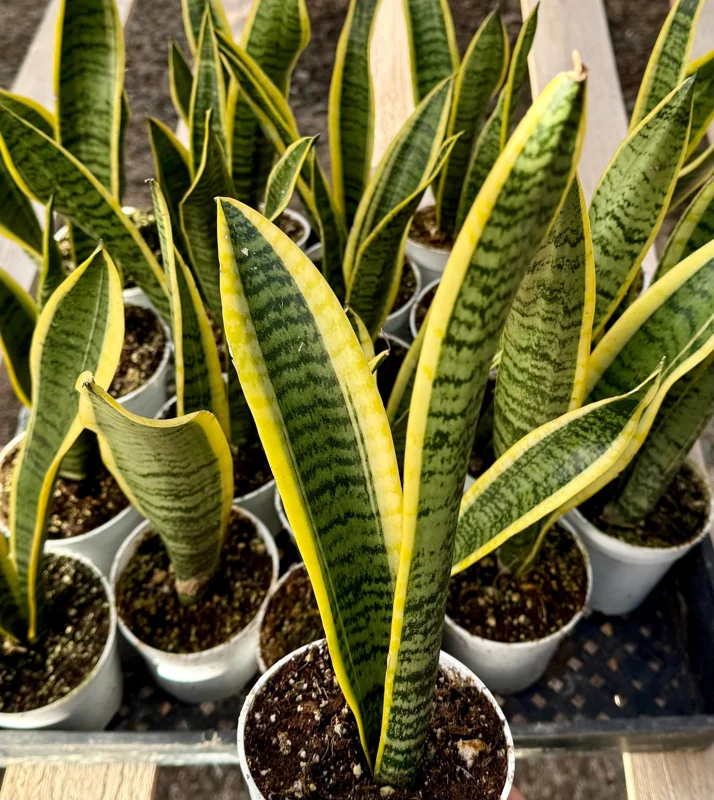 Sansevieria Laurentii Snake Plant - Live Houseplant in 4 Inch Pot - Indoor Sansevieria Laurentii Snake Plant - Live Houseplant in 4 Inch Pot - Indoor - Image 3