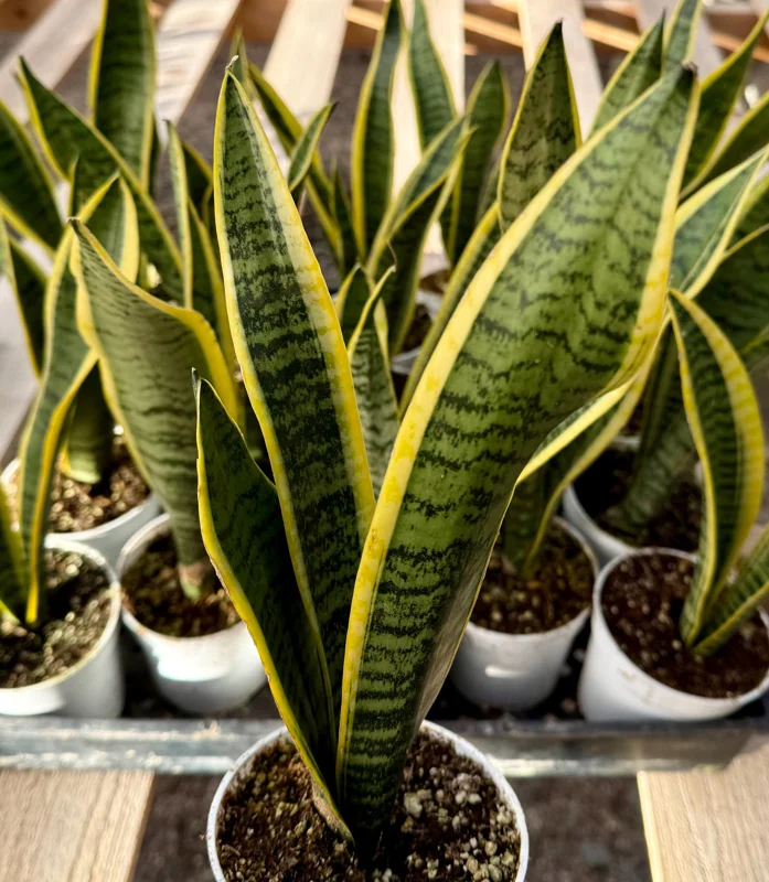 Sansevieria Laurentii Snake Plant - Live Houseplant in 4 Inch Pot - Indoor Sansevieria Laurentii Snake Plant - Live Houseplant in 4 Inch Pot - Indoor - Image 4