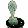 Santa Rita Purple Prickly Pear Cactus Live Plant – 2 Inch Succulent for Indoor Outdoor - Image 1