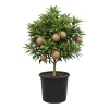 Sapodilla Tree Live Plant - Sapote Seedling, 6 to 10 Inches Tall, Outdoor - Image 1