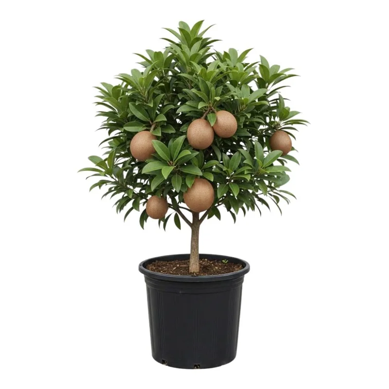 Sapodilla Tree Live Plant - Sapote Seedling, 6 to 10 Inches Tall, Outdoor Sapodilla Tree Live Plant - Sapote Seedling, 6 to 10 Inches Tall, Outdoor - Image 1