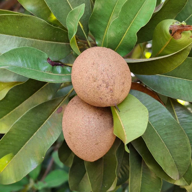 Sapodilla Tree Live Plant - Sapote Seedling, 6 to 10 Inches Tall, Outdoor Sapodilla Tree Live Plant - Sapote Seedling, 6 to 10 Inches Tall, Outdoor - Image 2
