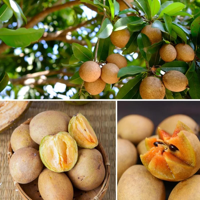 Sapodilla Tree Live Plant - Sapote Seedling, 6 to 10 Inches Tall, Outdoor Sapodilla Tree Live Plant - Sapote Seedling, 6 to 10 Inches Tall, Outdoor - Image 3