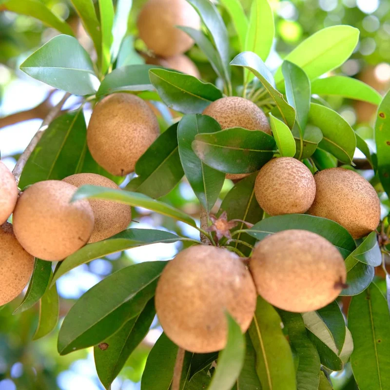 Sapodilla Tree Live Plant - Sapote Seedling, 6 to 10 Inches Tall, Outdoor Sapodilla Tree Live Plant - Sapote Seedling, 6 to 10 Inches Tall, Outdoor - Image 4