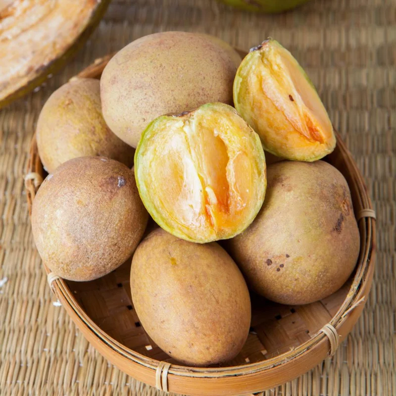 Sapodilla Tree Live Plant - Sapote Seedling, 6 to 10 Inches Tall, Outdoor Sapodilla Tree Live Plant - Sapote Seedling, 6 to 10 Inches Tall, Outdoor - Image 5
