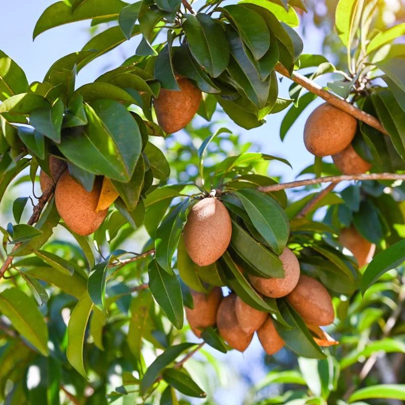 Sapodilla Tree Live Plant - Sapote Seedling, 6 to 10 Inches Tall, Outdoor Sapodilla Tree Live Plant - Sapote Seedling, 6 to 10 Inches Tall, Outdoor - Image 7