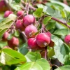 Sargent Crabapple Bare Root Live Plants, Set of 2, 6-12 Inch Tall, Malus Sargentii, Outdoor Tree - Image 1