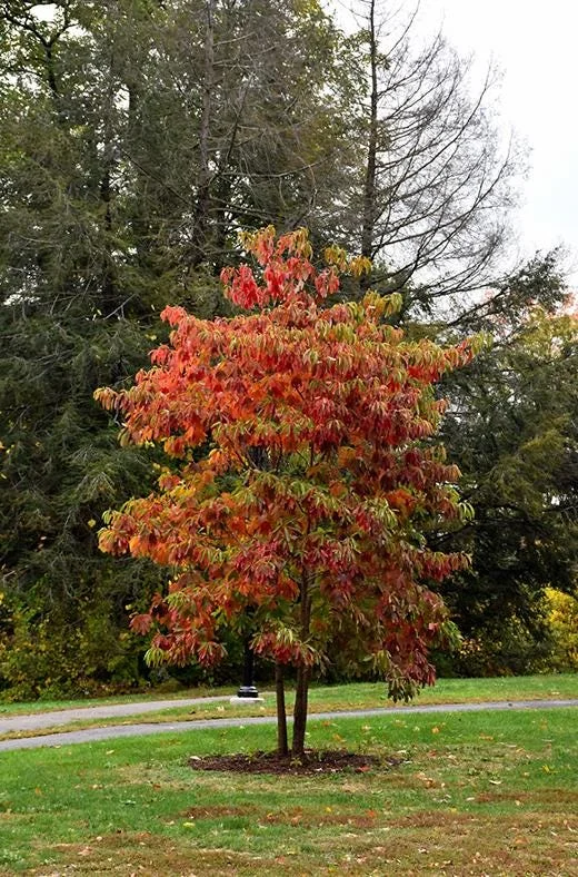 Sassafras Bare Roots Live Plant Set of 2, 12-18 Inch Tall Hardy Shade Tree Sassafras Bare Roots Live Plant Set of 2, 12-18 Inch Tall Hardy Shade Tree - Image 10