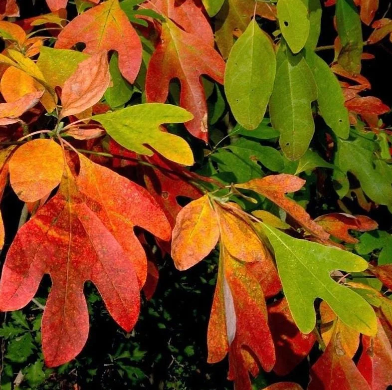 Sassafras Bare Roots Live Plant Set of 2, 12-18 Inch Tall Hardy Shade Tree Sassafras Bare Roots Live Plant Set of 2, 12-18 Inch Tall Hardy Shade Tree - Image 2