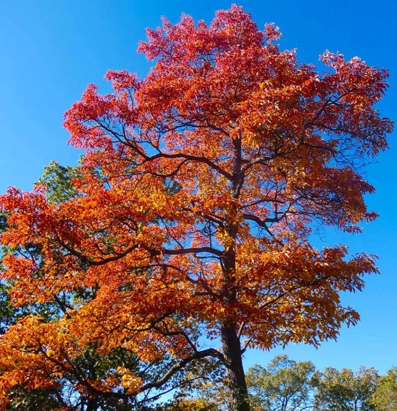 Sassafras Bare Roots Live Plant Set of 2, 12-18 Inch Tall Hardy Shade Tree Sassafras Bare Roots Live Plant Set of 2, 12-18 Inch Tall Hardy Shade Tree - Image 3